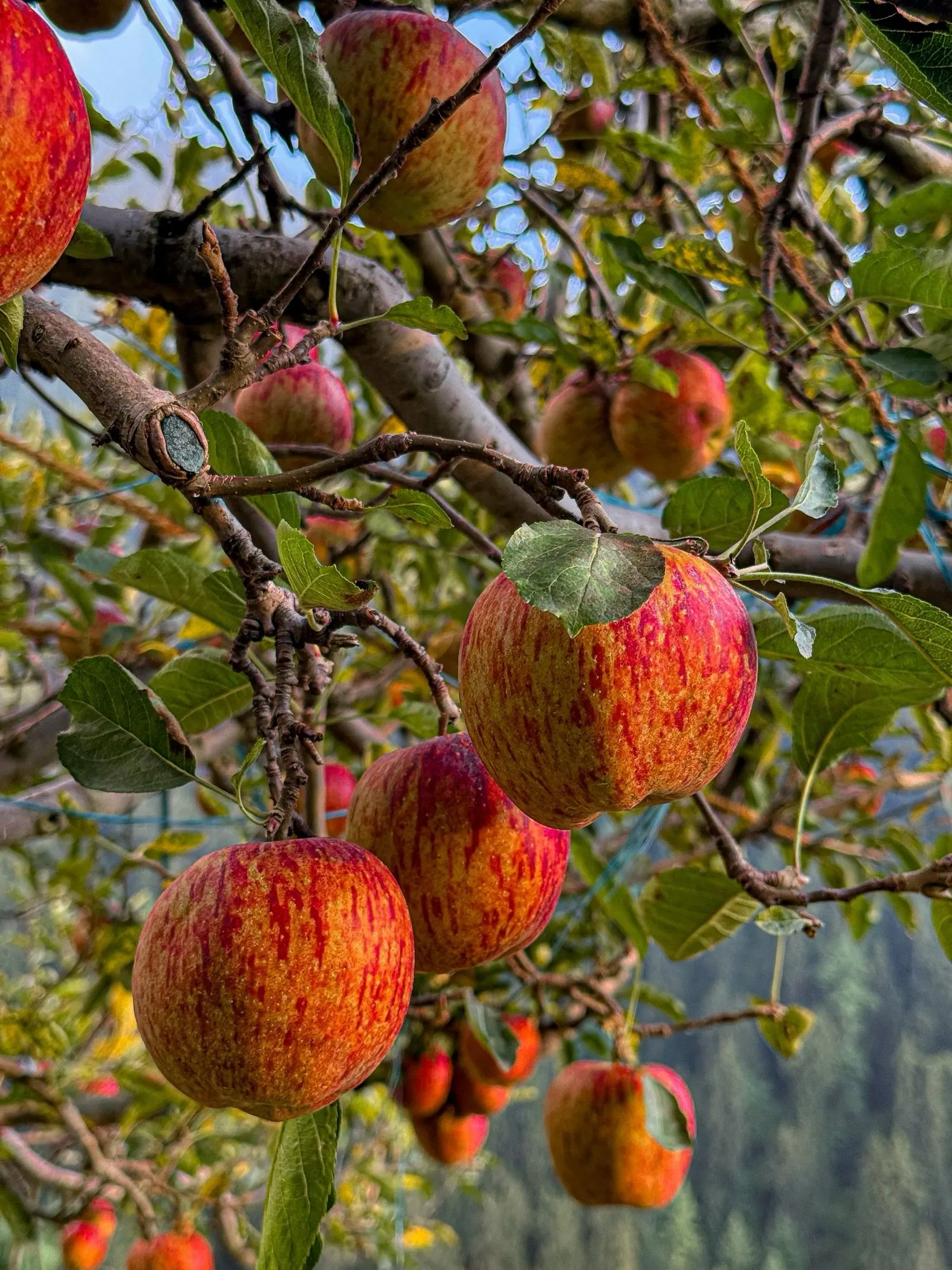 Ripe red apples on the trees at Wild